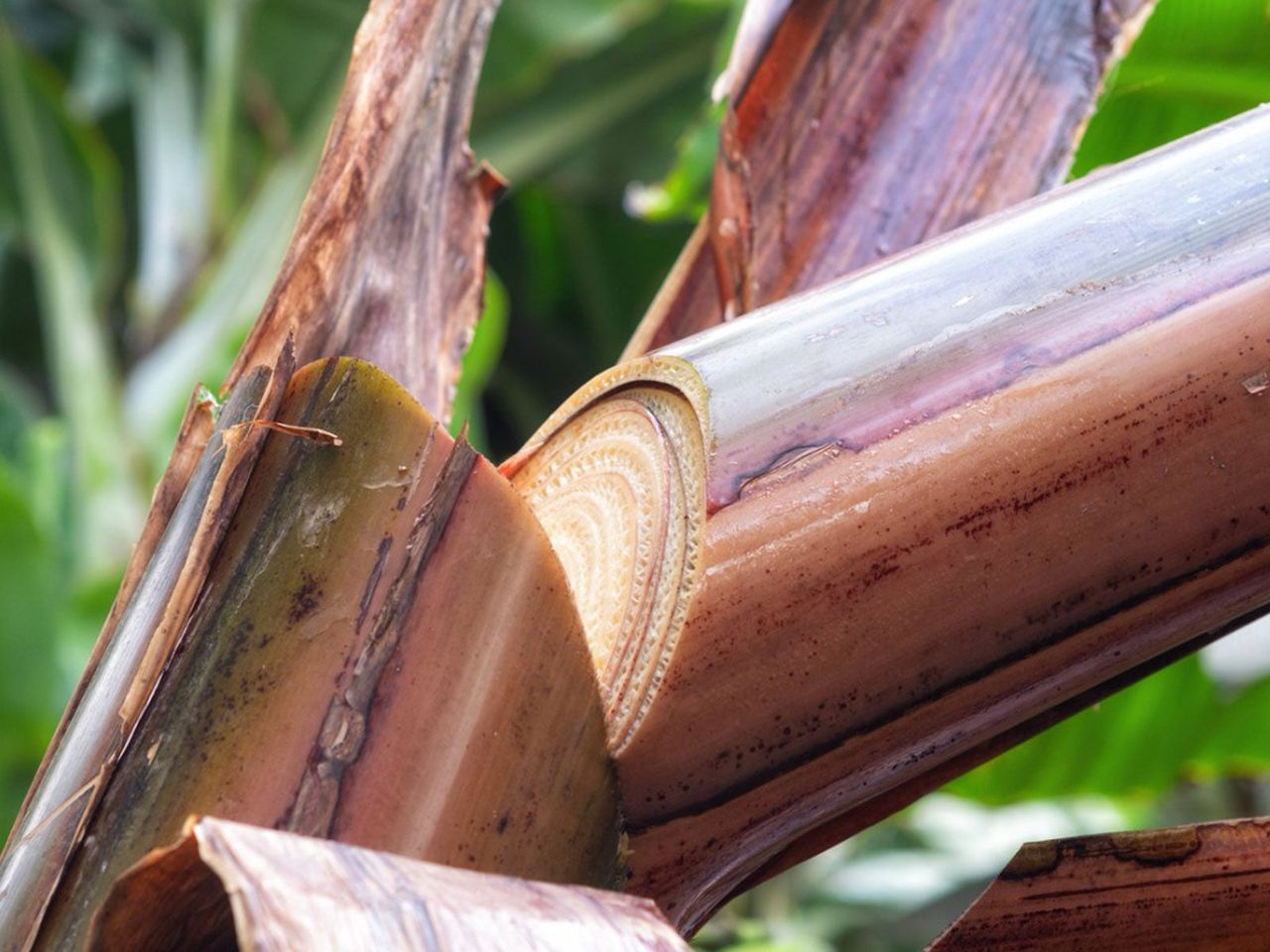 Sustainable banana farming